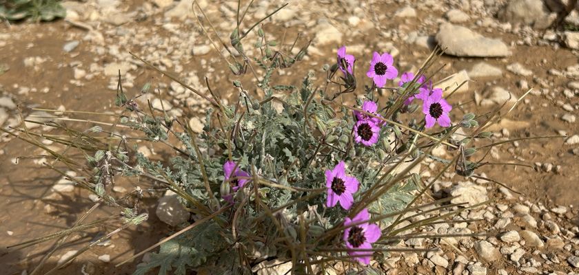 פרחים ורודים בין האבנים